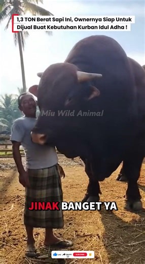 😱SI OWNER SIAP JUAL SAPINYA DENGAN BERAT 1,3 TON UNTUK KURBAN! #sapi #kurban #cow #sapijumbo #fyp