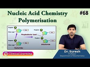 68. Nucleic Acid Chemistry - Polymerisation