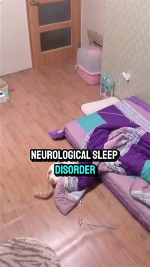 Her Cat Attacked Her Every Night… Until the Truth Shocked Everyone