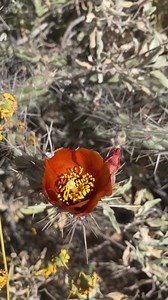 It’s cholla bloom season! Repost: @desertmuseum The buckhorn cholla (Cylindropuntia acanthocarpa) is a common find in the Tucson Mountain area, and their flowers come in a medley of beautiful colors. On your next visit, say hi to our Botany staff, like Horticulturist Jack here, and ask about some of the plants you’re seeing. #desertmuseum #botany #desertgarden #botanicalgarden #sonorandesert #arizonasonoradesertmuseum #cholla #cylindropuntia #cactusflowers #cactusbloom #tucsonspring #tucsonaz #t