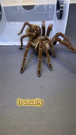 The Spider That Eats Rats 😨 #wildlife #animals #facts #shorts