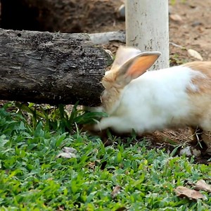 Rabbits love to explore and it's super important to keep them active 🐰 Try making some low-cost, homemade toys to beat the bunny boredom 👉 https://bit.ly/33yWKnU #PDSAPets #RabbitAwarenessWeek | PDSA