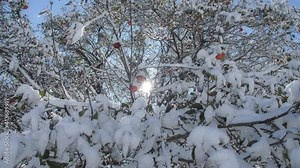 Snow laden apple tree from low angle. Bright red apples scattered throughput the branches. Handheld slow motion.