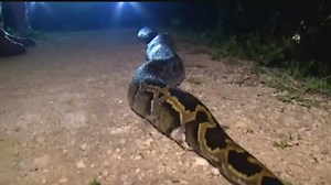 Python Challenge gets underway Friday