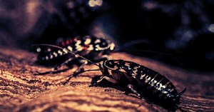 Cockroach Control Singapore: Professional Pest Removal