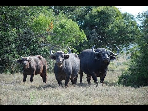 South African Hunting Safaris Game 4 Africa