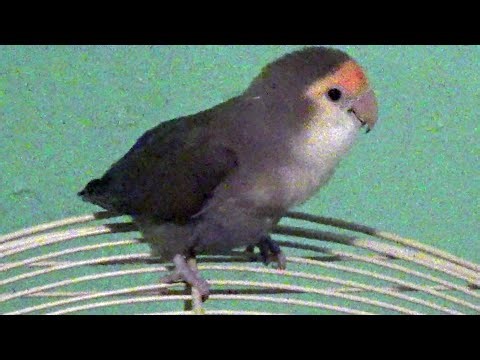 IECV PBV #134 - 👀 Peanut Out Visiting The Boys 🐤3-28-2021