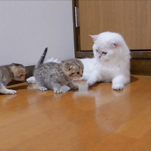 #kitten #cat #cute #kitty #kittens #cats #catsnhorlovely #hounar #catt #play #cutepuppies #puppy | Cat House