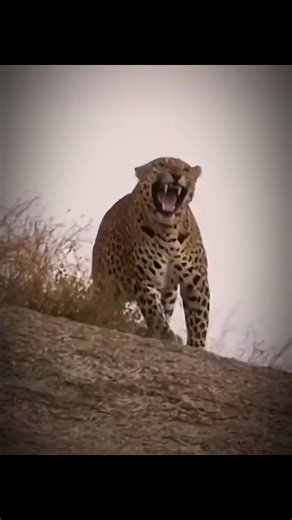Nature’s Deadliest Missile