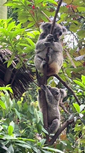 🐨Little Oscar persuaded the fight #koala #コアラ #koalababy #koala_🐨 #koalabear