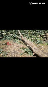 46K views · 441 reactions | Cut the tree carefully to ensure safety. | Tree Cutting Tools: Essential Equipments | #SafetyEquipments #TreeCutting #മരംവെട്ടൽ #Arborist #മരംവെട്ടുകാരൻ | Village Woodpecker | Facebook