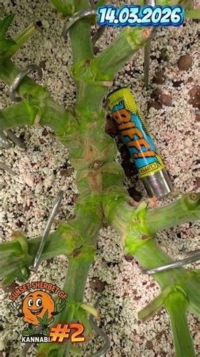 Sunset Sherbet GF #2 before and after training week 8 day 52 #hydroponics #diyfertilizer #citricacid