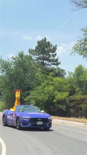 Geoffrey was built for that open road. 🚙 - Wherever Geoffrey is heading, toys are waiting! NEW YORK AND NEW JERSEY: order an @Uber and you just might get a Toys”R”Us car. Catch one of these cars in Geoffrey’s fleet and you could also get one of our limited edition mini soccer balls. #nyc #metlife #worldcup #fifa