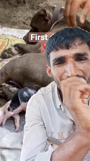 Amazing dog Birth Puppy #puppy #shorts #greenscreen