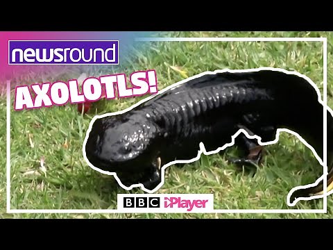 CUTE AXOLOTLS and more! 😍 | Newsround