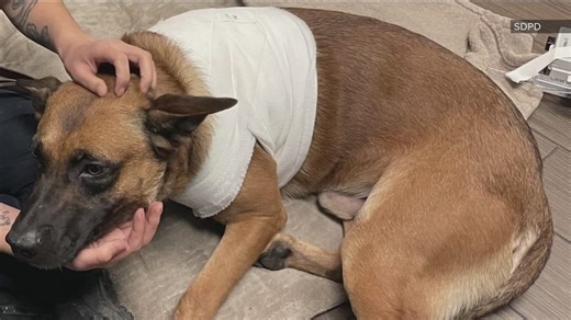 Police dogs risk their lives to help community of San Diego