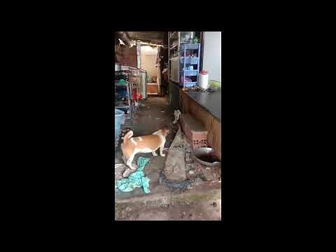 A Giant Rat vs Cat and Dog