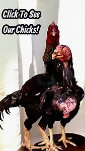 RARE Black Aseel Pair Reveals Their FIRST Chick | Most Beautiful Aseel Breed! #aseel #asil #aseelworldwide #aseelmurga #aseelhen #aseelchicks #aseellovers #aseelfight #viralvideos #viralreels #foryou #fyp #trending | Aseel Worldwide