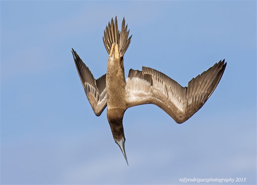 Regional Seabird Census