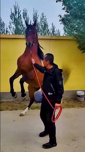 The hard work behind horse training ✨