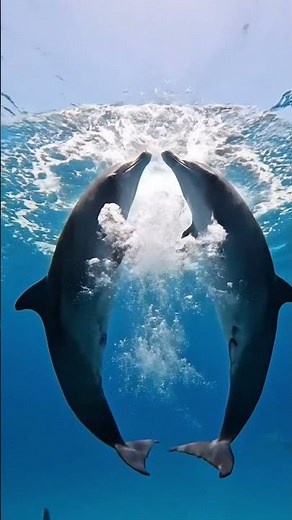 Did you know that dolphins have their own language? 🐬💬🌊