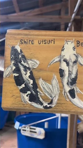 Types of Koi fish | 錦鯉