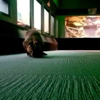 A little rain can’t keep Willow the beaver down! She got to visit her cold-blooded friends in the Herpetarium. 🎥 Assistant Supervisor Jana M. | Dallas Zoo