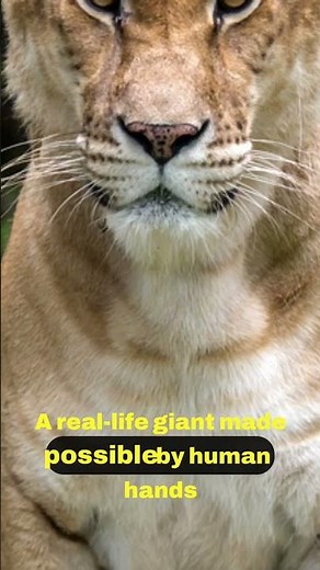 The Fascinating World of Ligers 🦁🐅