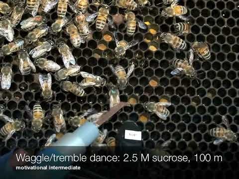 07 Chapter 2 waggle and tremble dancing in honey bees