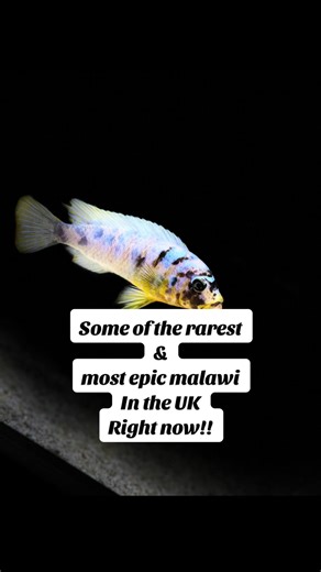 Aquarium - Malawi Mbuna. Some of the most rarest and epic mbuna in the UK right now!! F1 Fainz Pombo & F1 Trewavasae Pombo. The only more rarest are the wild caughts. Especially those from @simply Boona uk, check out his tanks…now they are epic! @Seachem @Seachem Laboratories @tropical.international @Fluval @originaquaticnutrition #aquarium #fishtank #fish #malawi #fyp