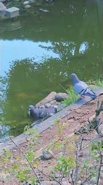 Geese, Duck & Pigeon Couples in the Rooftop Garden / Wildlife Canada