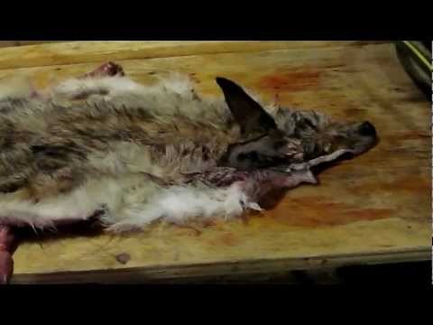 Coyote hide tanning part 1