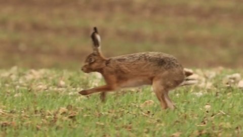 Meet the Wild Hare: Witness Its Natural Behavior in Detail