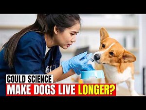 Could Science Make Dogs Live Longer? 🧬🐕 | The Future of Canine Longevity!