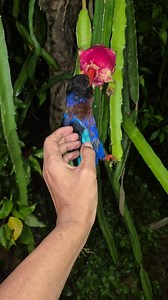 Birds hanging on a dragon | Aziz Bodan