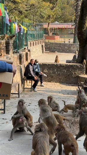 Feeding one box apple to hungry wild monkeys #feedinganimal | Feeding Animal