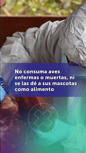 What to do if I suspect my birds have symptoms of avian influenza?