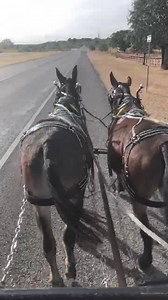 7.3K views · 131 reactions | A really nice pair of buckwheat johns stand 15.1 & 15 14 & 15 year olds traffic safe where going with traffic or against easy to harness easy to hook work to anything stand well very calm mules easy to show will be finishing up with them this coming weekend they both ride | Hutto Mule and Farming | Facebook