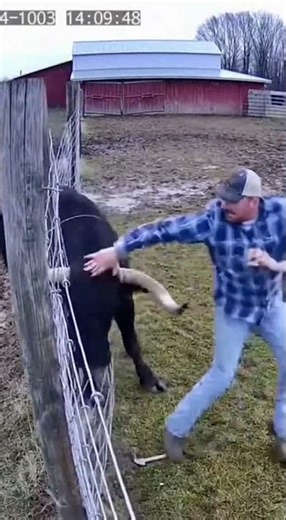 This Is Why You NEVER Turn Your Back on a Bull (AI)