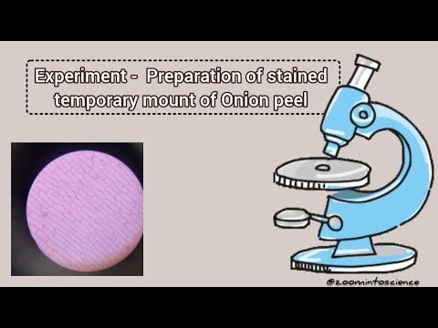 Preparation of Stained Temporary Mount of Onion Peel || Science Experiments