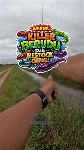 Umpan dan Setup Mancing Haruan dengan SP Berudu