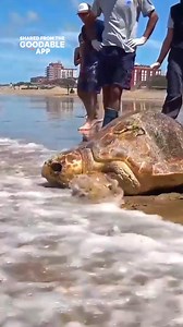 18K views · 21 reactions | This giant loggerhead turtle was found stranded and weak with a cracked shell in Argentina. But after three weeks of care, he made his triumphant return to the ocean.  | Goodable | Facebook