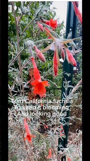Pruning California fuchsia is optional to keep it tidy or let it grow natural for a while, then trim