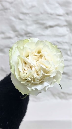 Transforming Moonstone Roses with Fresh Water