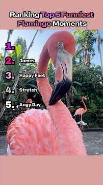 Ranking Top 5 Funniest Flamingo Moments 🦩😂