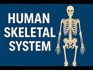 Human Skeletal System