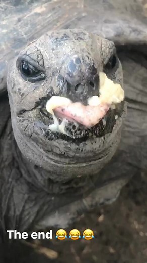 Do Turtles Burp? Exploring Tortoise Behavior