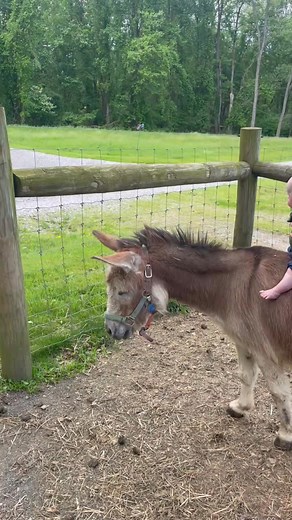1K views · 19 reactions | Our goat wrangling duo only needs a little more practice before they can handle the herd together! | Goat Rodeo Farm & Dairy | Facebook