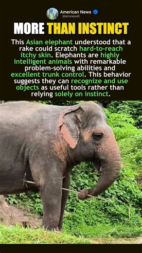 ASIAN ELEPHANT ADVANCED BRAIN MECHANICS