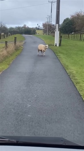 13K views · 91 reactions | The nature of our country朗 #explorelocalnz #thisiscute #nzvibes #naturelover #newzealand | Explore Local NZ | Facebook